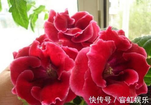 大岩桐|大岩桐,谁看谁喜欢,花期200天,花色鲜艳漂亮,太养眼!