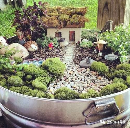 墙角挖了点苔藓 一个月后养成微景观 邻居都来学 粉紫色 墙角挖了点苔藓 一个月后养成微景观 邻居都来学 粉紫色