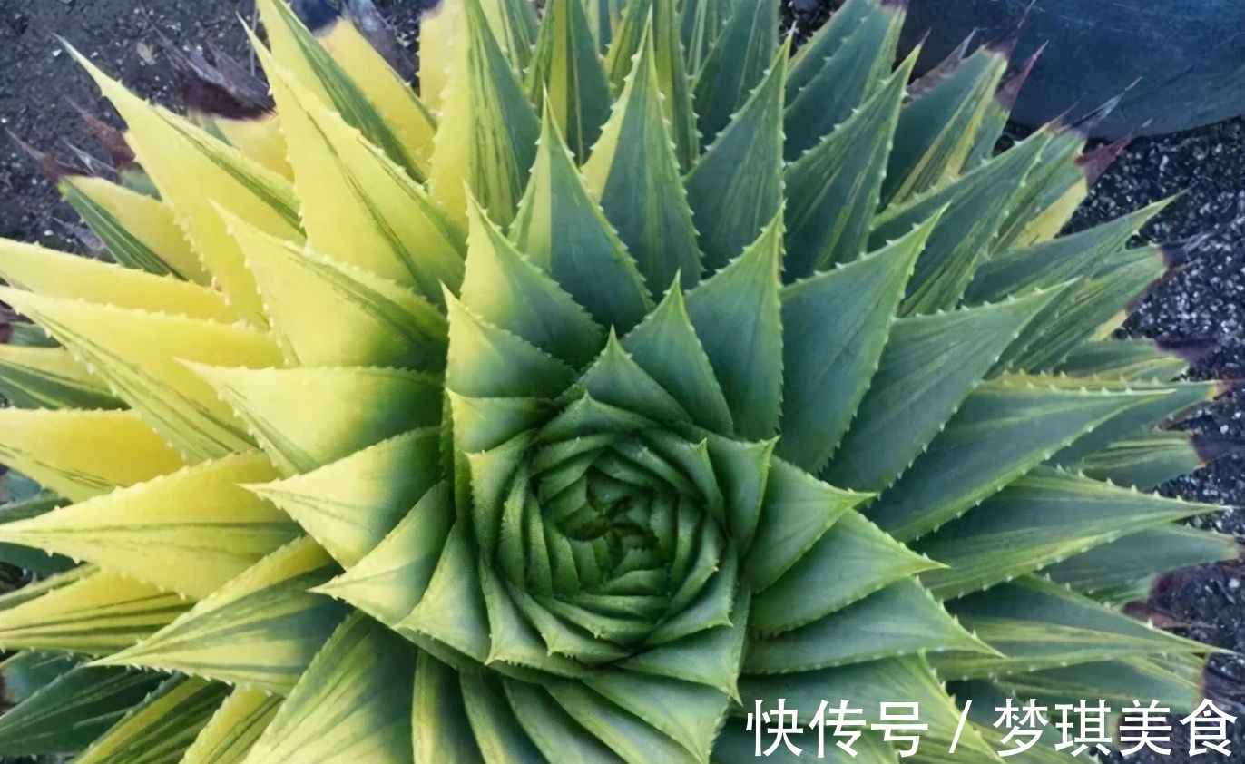 仙人球|俗话说:“勤人养鱼,懒人养花”,这6种花最适合懒人去养