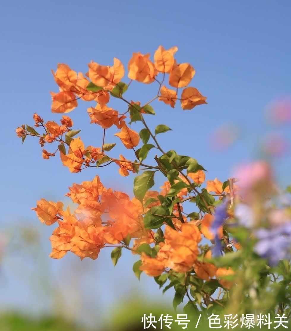 喜欢晒太阳的“3种花”,光照充足花量越大,一年四季花不停