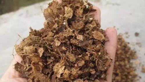 这才是养花“神器”,盆底铺一层,养啥花都不烂根