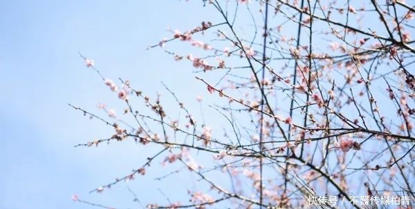 中年|春暖花开游贵州，“花花世界”惹人醉！