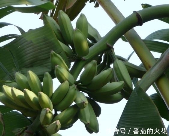盆栽|外公把坏香蕉埋在花盆里，竟长出不一样的盆栽，全家人都看呆了！