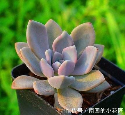 盆花|一片叶子就是一盆花,这种多肉叶子沾土就生根,枝条壮实养成老桩