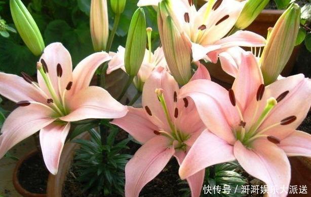 植物|此种“开花水”,浇花很灵,花苞呼呼冒出来,比激素还管用!