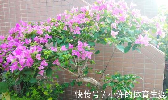 催花|养三角梅别宠着它,对它越狠花越多