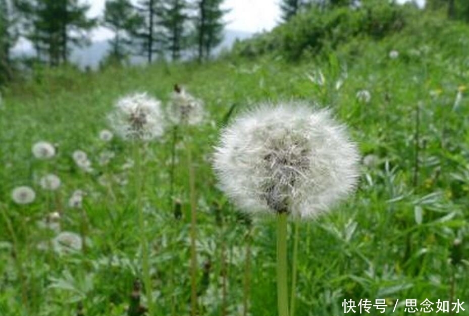 蒲公英不能与此物一起食用，却有很多人还不清