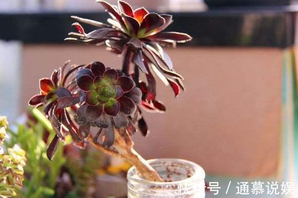 多肉不能随便养,挑这3个品种,三五年成老桩,价值涨了不少