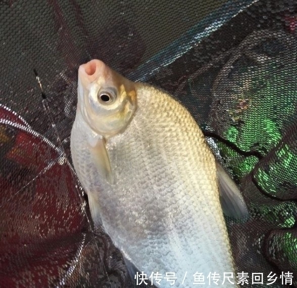 鳊鱼|一天能钓“千斤”鱼我做不到，但这样钓鳊鱼一天能钓十来斤