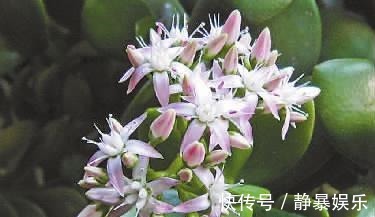 玉树开花不只需要时间这么简单,这3个条件不满足,开花都是空谈