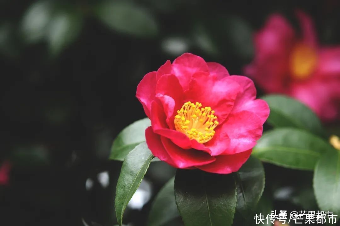 不愁没地去！长沙春节还有这些活动可以参加