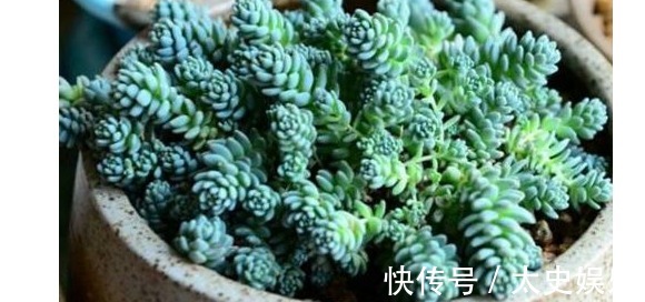 以下5种多肉,最容易爆盆!养上几盆,分分钟养爆盆,花盆装不下