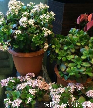 吴大妈把叶子“插花盆”，5年后，养成花树，开满花，清新又漂亮！