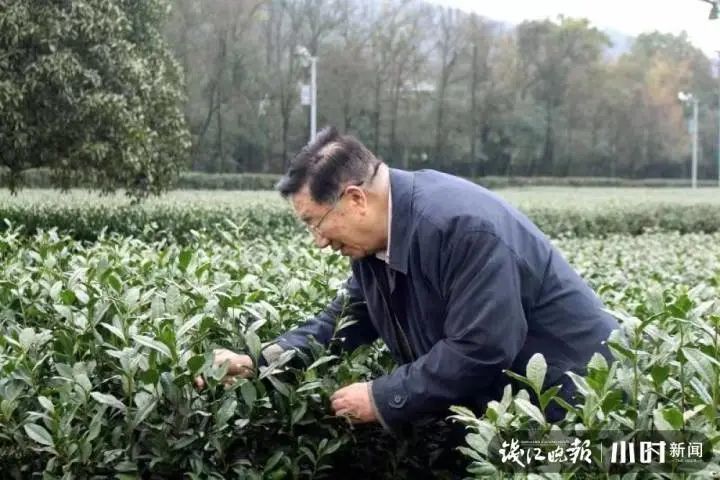 喝茶|这是88岁？杭州这位院士，状态连18岁小伙都佩服！秘诀竟是每天喝它