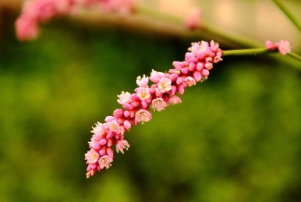 嫩叶|有种野草没人要，花瓣能酿酒，嫩叶能“毒鱼”，可以吃也可以入药