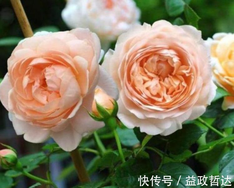 玫瑰|家养此款花卉,美如玫瑰,仙气十足,四季花开不停,阳台变花海