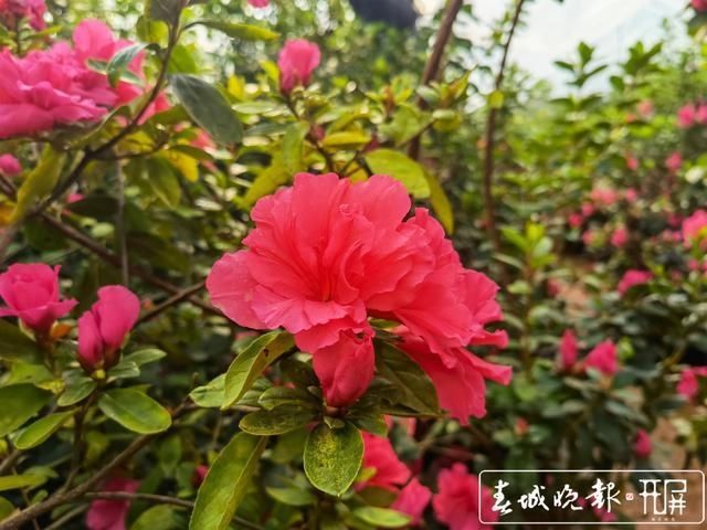 新春走基层｜昆明这里的杜鹃花绑扎起来卖