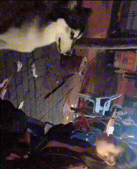 |搞笑GIF:如何优雅不失风度地撩妹 这一招果然厉害