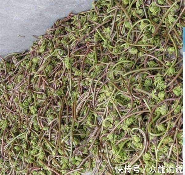 野菜中的“兰博基尼”,出口日本成为十大名菜之首