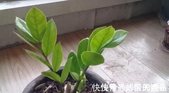 蟹爪兰|养花爱好者看过来这15种花现在“扦插”，生根快，一个周就长芽