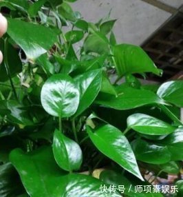 叶子|爱吃“油”的盆栽,你知道是什么吗只需喝2滴,1年养出百十盆