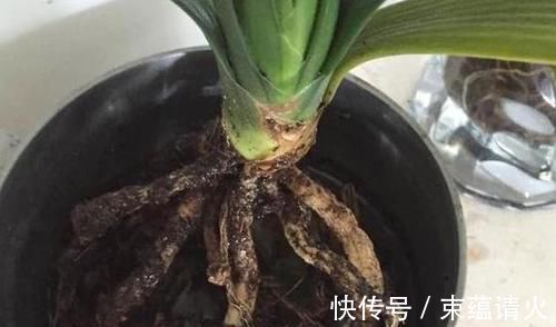 养花不会换盆，没经验就记住这些方法，换一盆旺一盆，零损伤