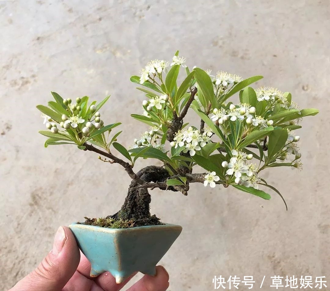 迷你的盆景艺术,小树开花