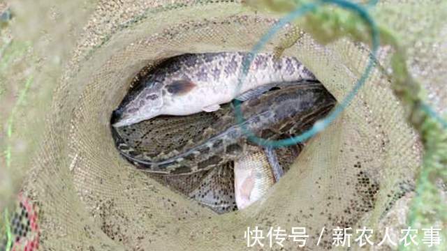 广东一男子野钓遇稀罕事,钓不到鱼江面上却成群,网友:放生的