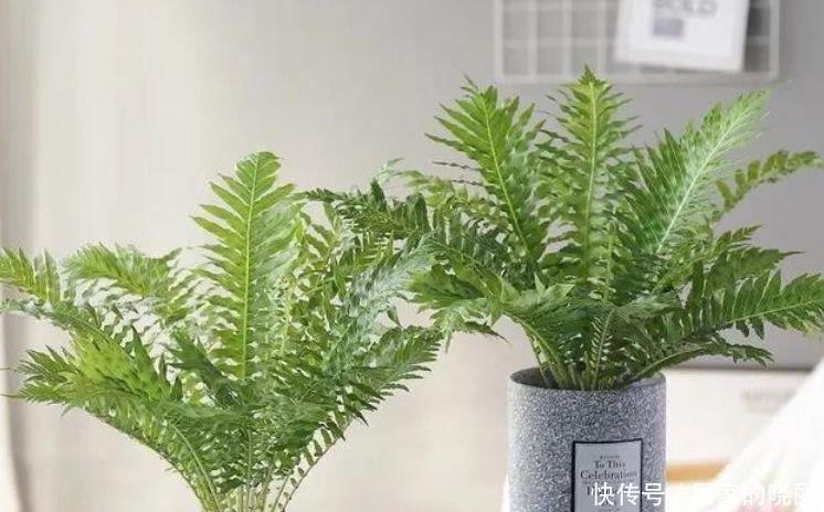 客厅最适合养3种花,漂亮还能“旺财、旺运”,一养就上瘾