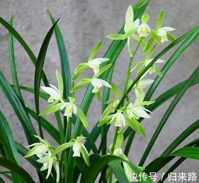 老花匠都爱养的2款“名贵”兰花,香味扑鼻,价格亲民,值得拥有