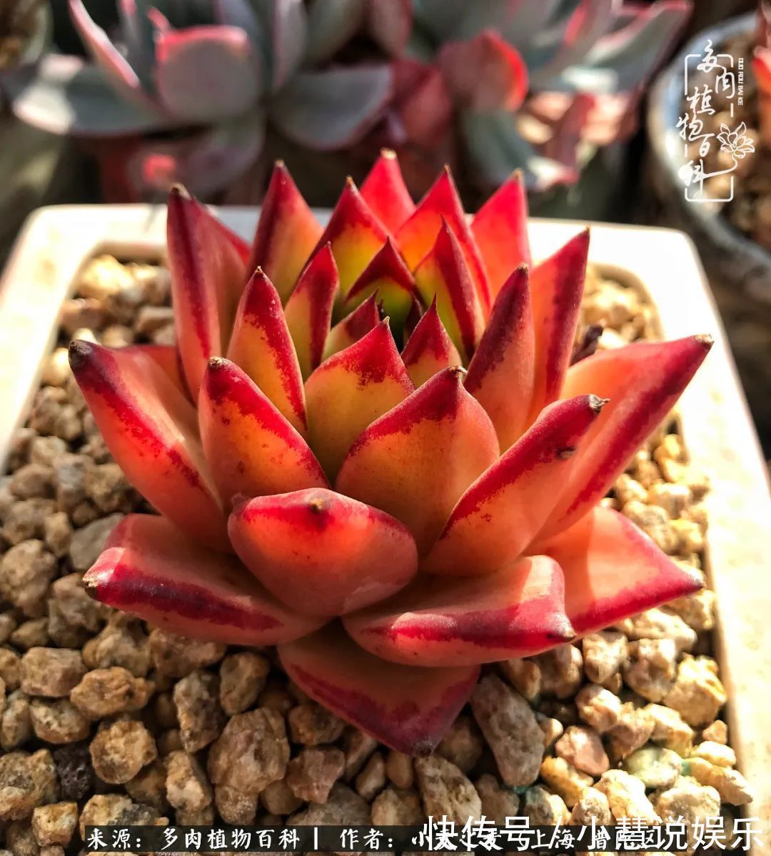 肉如人生，遇见多肉，遇见美！附个人多肉养护经验！