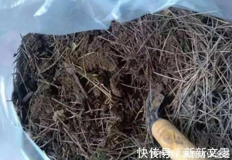 养花|松树有2宝,松果壳、松针,带回家养花,效果比花肥强