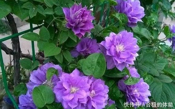 农家肥|她在小院子里种了一种花,开花独特又漂亮,路人都说“头回见”!