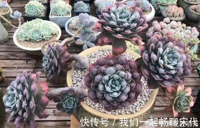 勤人|俗话说:“勤人养鱼,懒人养花”,这6种花最适合懒人去养