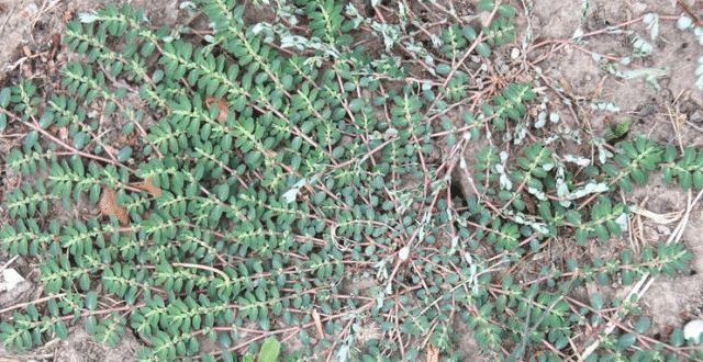 野草|人称“根王”,却常遭踩踏,或除掉,殊不知,价值非常珍贵