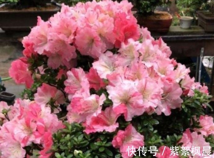 4种花是“爆盆能手”,好养漂亮,个个花开满盆,人见人爱!