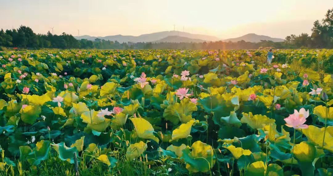 心语#重温《杨万里诗集》(外四首)