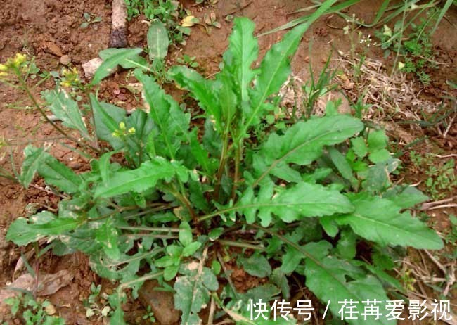 荠菜|农村荠菜好吃,但是挖荠菜的时候要注意这点,才能确保自身安全