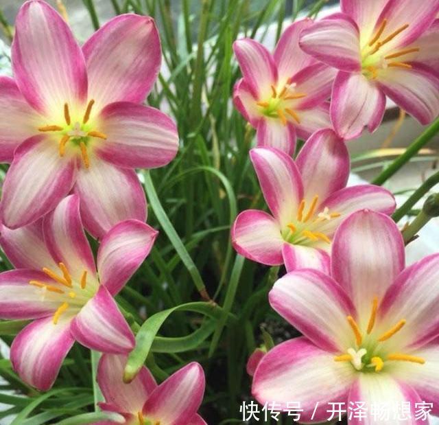 植株|喜欢养护花卉,就养护3种花卉,花色绚丽,花期长,妖娆多姿