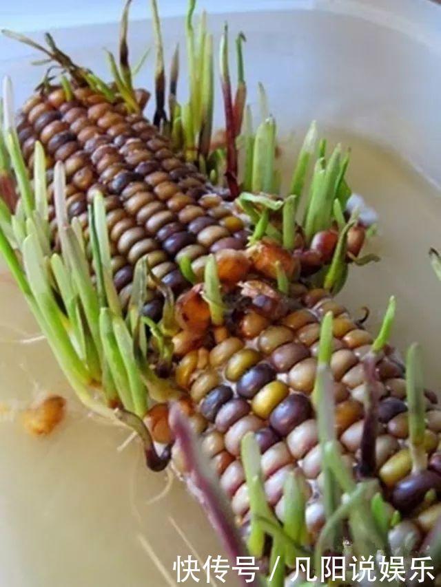 玉米棒子扔盆里,洒点水就发芽了,7天长一把绿苗!