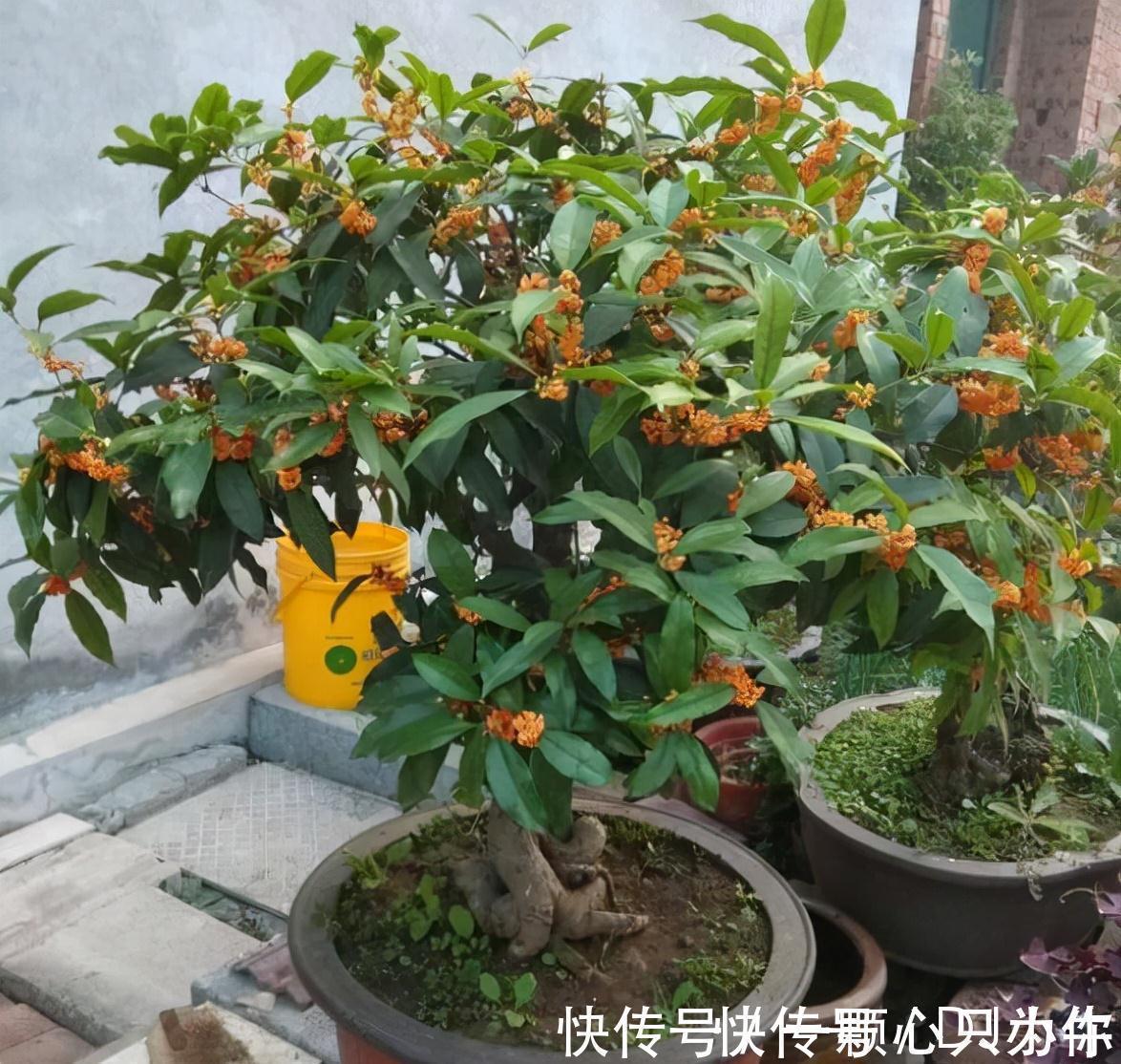 盆栽|4种“杀菌花”,冬天养几盆,清香漂亮,空气清新,家里人少生病