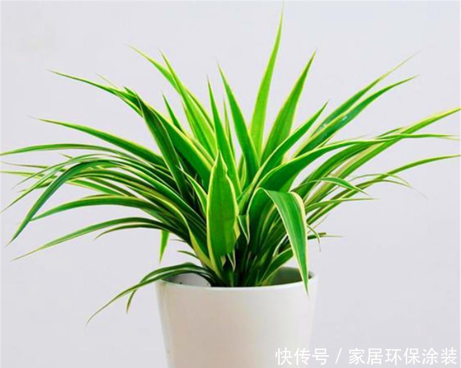 金边吊兰金边消失怎么办?冬天多做3件事,修长优雅,金边耀眼