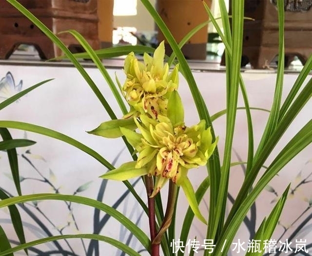 花瓣数多达100多瓣的兰花，香味浓烈醇正，花苞多变，值得入手