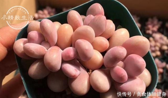 控养多肉有前提，3要4不要不能反，错了变瘦，对了肥美！