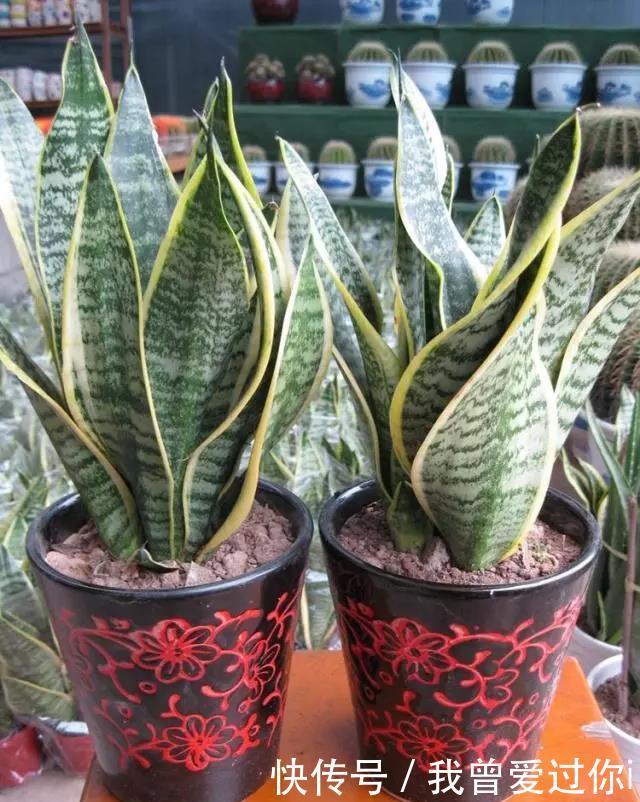 养芦荟、虎皮兰,这样“配土”,3年不换盆,叶片水灵,长势旺