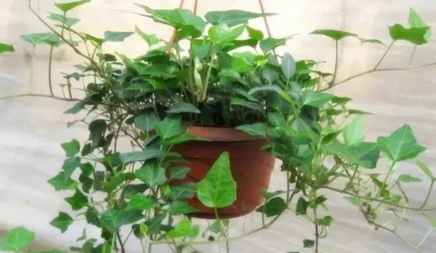 4种花，有“助眠”功效，提高睡眠质量，好养漂亮，越养越上瘾