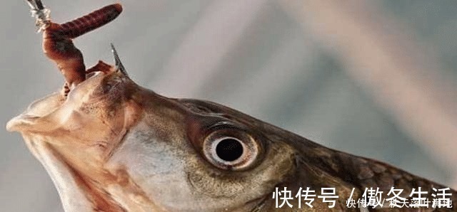 饵料|鲫鱼鲤鱼不咬钩只要在饵料中加点它,压根不担心没鱼上钩