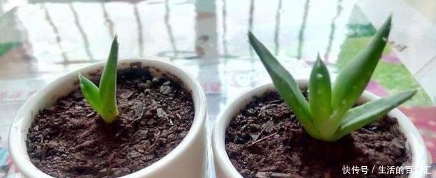 浇水|这四种绿植,十天半个月可以不浇水,爆芽、疯长到盆都装不下!