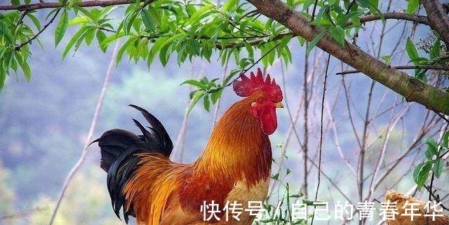 对联&千古绝对!上联“鸡生蛋,蛋生鸡,鸡蛋生财”,下联太经典了!