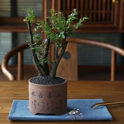 苗盆栽|老祖宗传下的手艺,用树桩做盆景,极其珍贵,还不来一盆